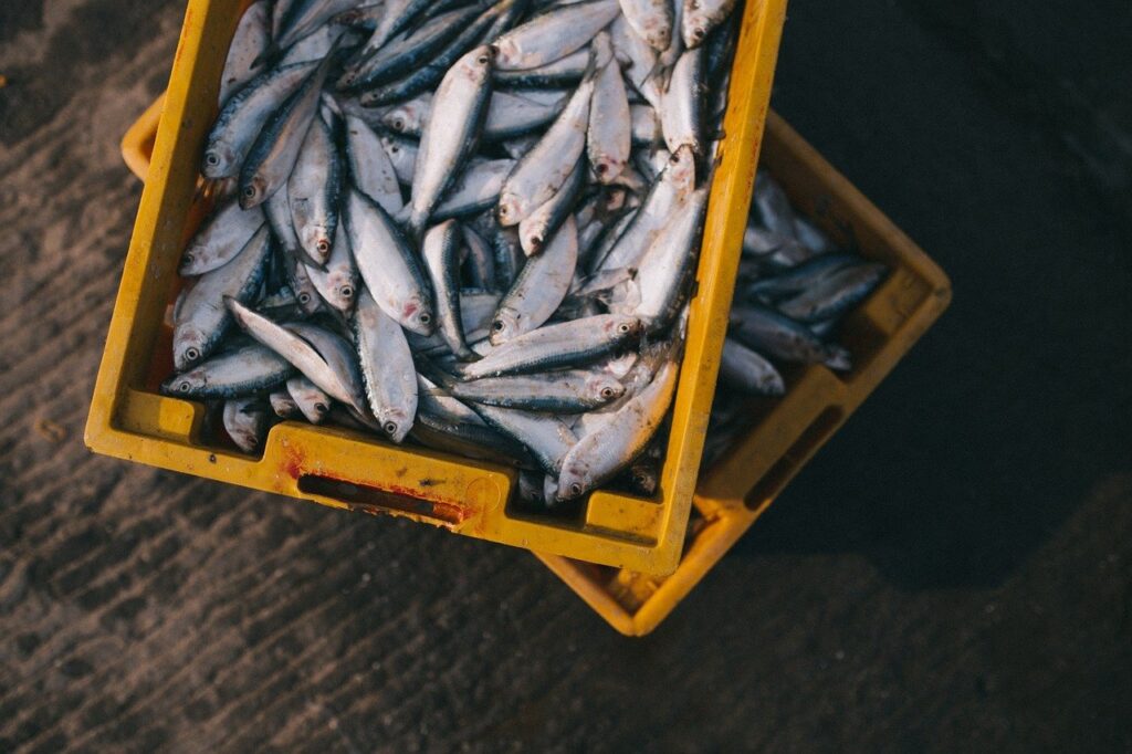 fish, catch, box